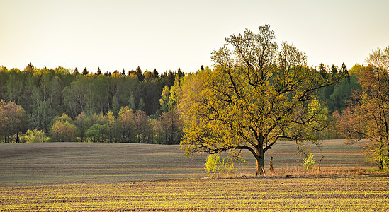 绿色春天田野里的孤橡树春天耕种的田地阳光明媚的春天晚上图片