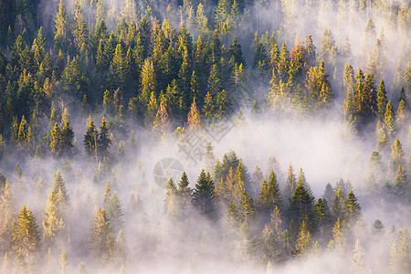 雾中针叶林,雾中松林云杉冷杉林的晨雾温暖的阳光下图片