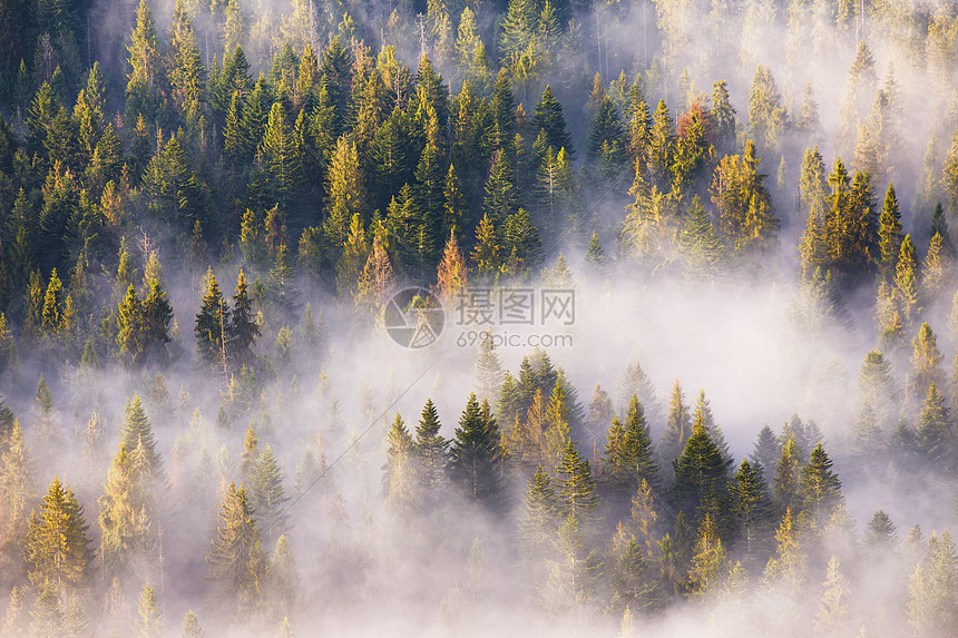 雾中针叶林,雾中松林云杉冷杉林的晨雾温暖的阳光下图片
