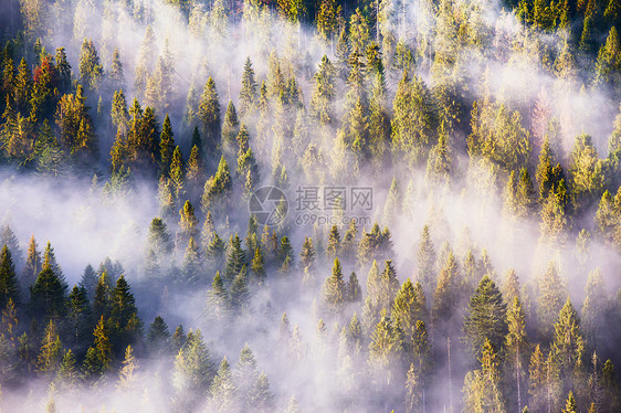 山上针叶林丽的雾景观日出,雾阳光松树杉林山图片