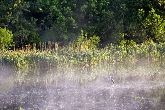 海伦雾蒙蒙的早晨河上鸟蛙啄食野生动物图片