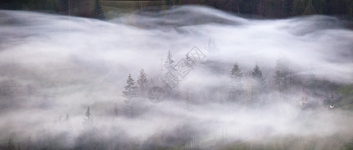 山林中的波烟朦胧的早晨全景雾中针叶林,雾中松林图片