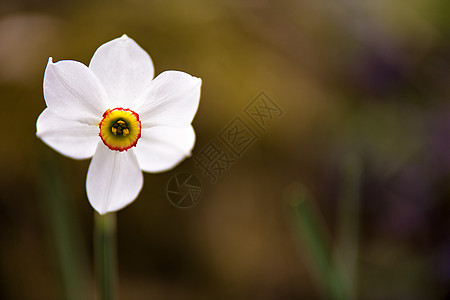 白色水仙花春天开花单水仙花白色水仙花盛开单水仙花图片