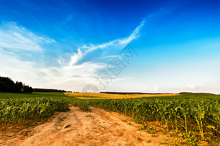 夏季景观与绿色玉米谷物田地道路云元素通往远处的土路图片
