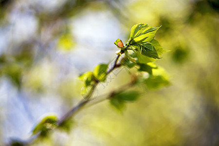 春天的树叶嫩绿的叶子背景图片