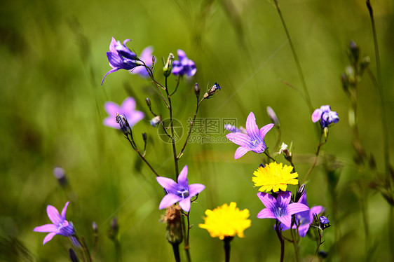 夏季草地上盛开的野花丰富春花季节自然背景图片