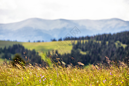 美丽的夏季自然景观高山草甸背景上山脉的草地特写图片