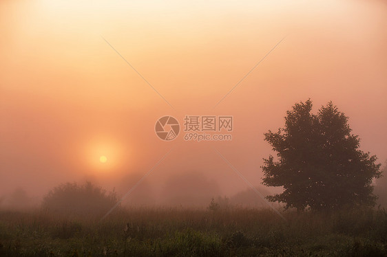 夏季薄雾草地日出早晨的风景夏天浓雾中图片