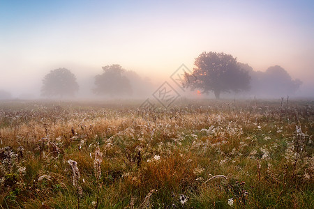 风景如画的秋天风景,朦胧的黎明草地上的橡树林里日出时草地上的橡树,阳光冲破晨雾图片