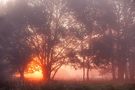 日出时草地上的橡树,阳光冲破晨雾风景如画的秋天风景,朦胧的黎明草地上的橡树林里图片