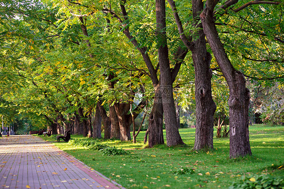 秋天的风景公园里美丽的秋天步道曼丘里安核桃胡同阳光明媚的秋天花园步道与风景如画的彩色秋树图片