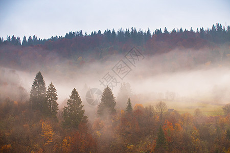 秋天的雨五彩缤纷的森林雨天山上的雾云松树,云杉,角梁山毛榉林地图片