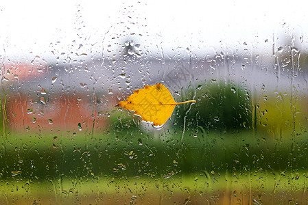 秋天的天气,十月的秋天雨后,片桦树叶潮湿的窗户上背景图片