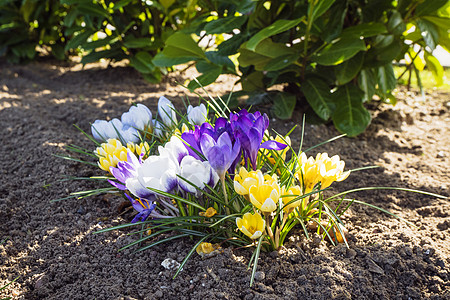 春天的番红花春天的花园花坛里各种颜色的新鲜土壤图片