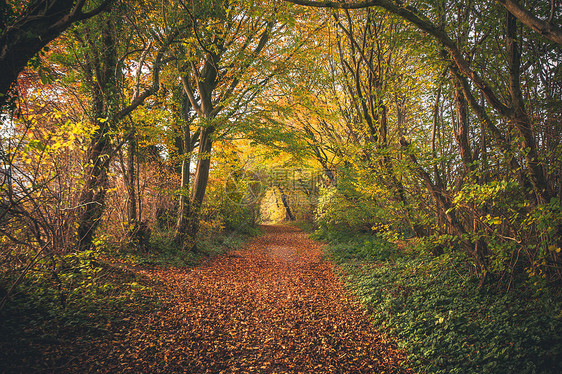 秋天的童话森林,秋天的色彩鲜艳的树木覆盖着秋天的树叶图片