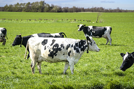 春天,黑点田野上放牧的白牛黑牛图片