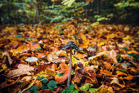 秋叶中的紫锥菊蘑菇秋天的森林中,秋叶以美丽的秋色出现图片