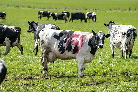 克,丹麦4月23日2017黑白母牛与丹麦生态邮票皮肤上放牧绿色的田野春天图片