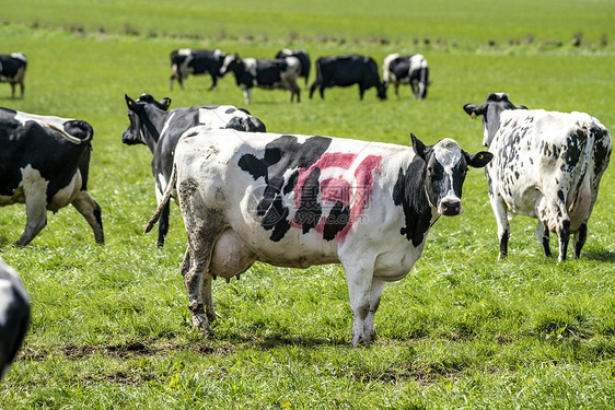 克,丹麦4月23日2017黑白母牛与丹麦生态邮票皮肤上放牧绿色的田野春天图片