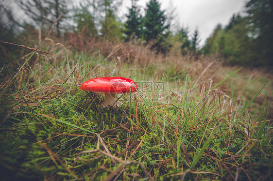 秋天森林附近的红色蘑菇图片