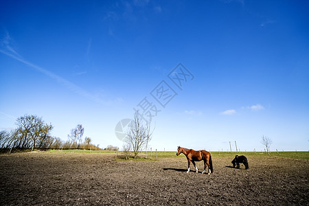 乡村景观与两匹放牧的马春天的田野上,个阳光明媚的日子,蓝天图片