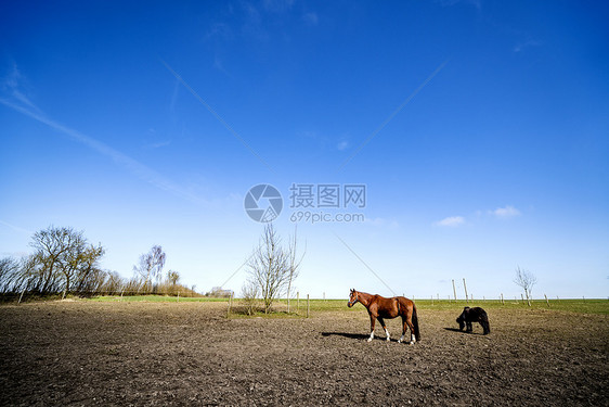 乡村景观与两匹放牧的马春天的田野上,个阳光明媚的日子,蓝天图片