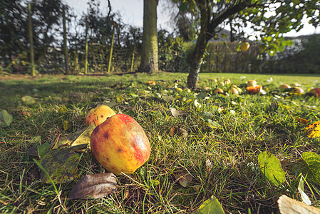 秋天的花园里的苹果秋天的颜色,秋天的花园里落叶苹果树图片