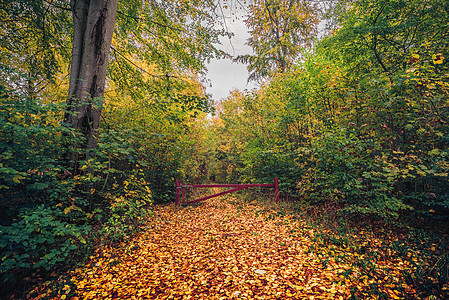 秋天森林里,森林火车上扇红色的门,秋天,地上金色的秋色图片
