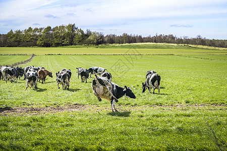 春天,奶牛跑片绿色的草地上,绿色的草地上享受他们的个季节图片