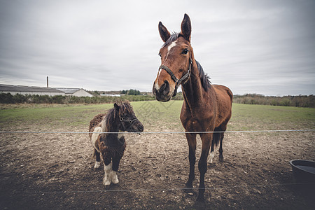 马的朋友篱笆后的农场里,匹大的棕色马匹小的黑色小马图片