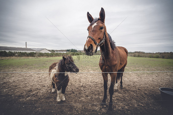 马的朋友篱笆后的农场里,匹大的棕色马匹小的黑色小马图片