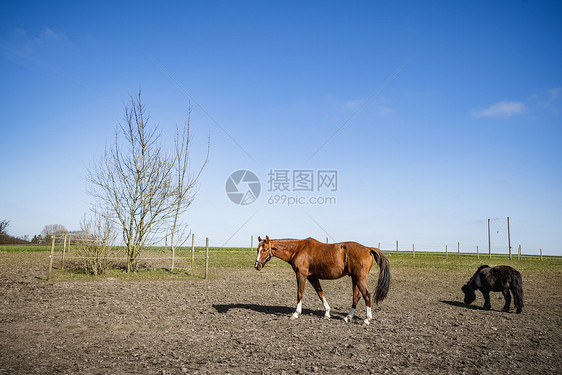 春天的农场里,用篱笆牧场上放牧马图片