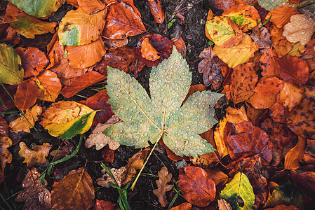 秋天的枫叶片森林里,秋天的各种各样的秋叶,带着露水美丽的秋色图片