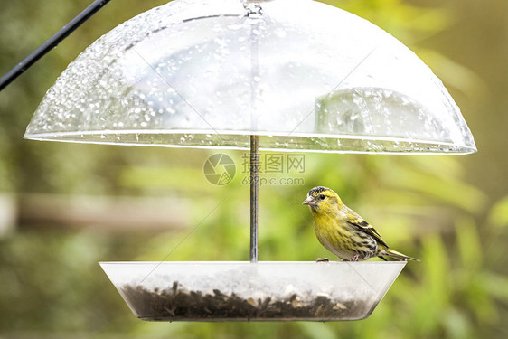 西斯金鸟个鸟种子的喂食台上掩护雨水图片