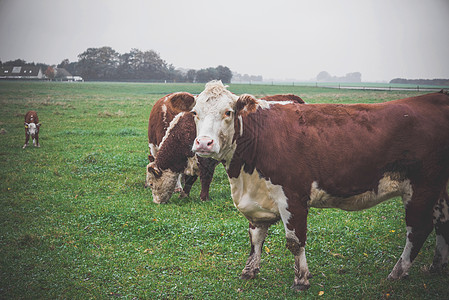 赫里福德牛外看着牛群吃草图片
