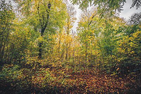 秋天的颜色森林里,秋天的叶子绿色变成黄色图片
