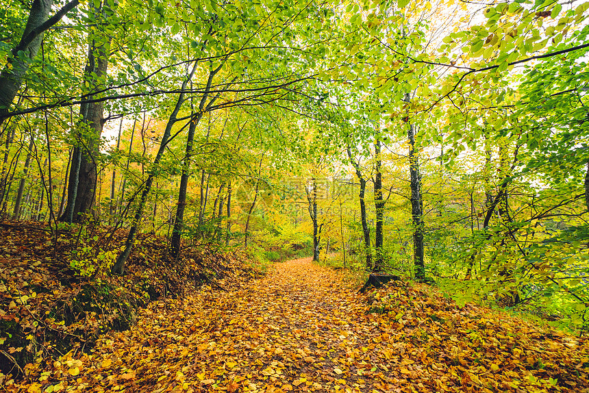秋天的森林小径,明亮的日光下,美丽的秋色中,森林里覆盖着金色的秋叶图片