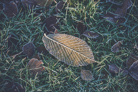 清晨的阳光下,草坪上的绿草中冻片冰冻的叶子上图片