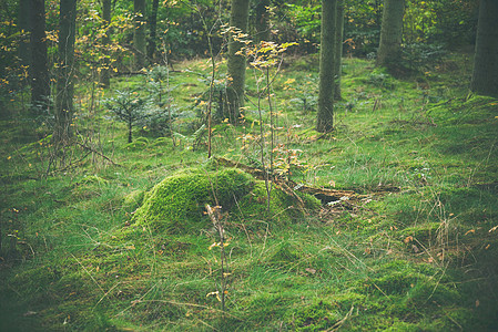 秋天森林里绿色苔藓的木制原木图片