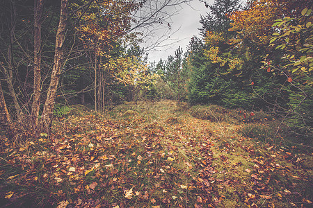 秋天,斯堪的纳维亚森林里的秋天叶子地上图片
