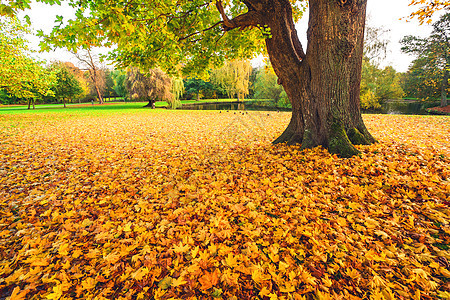 秋天的枫叶秋天的棵大树下,叶子覆盖着公园里的地,秋天的落叶图片
