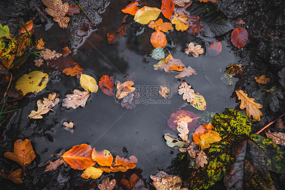 秋天的水坑雨后用五颜六色的秋叶黑暗的水中秋天的颜色图片