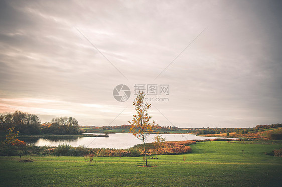 秋天湖边的棵公园里的孤独的树,夕阳中金色的秋色图片
