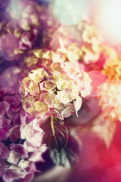 绣球花的奇妙开花,柔软图片