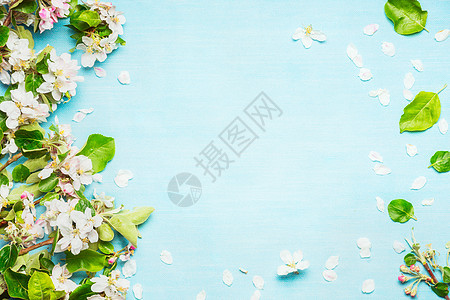 春天开花蓝色绿松石背景,顶部视图,框架图片