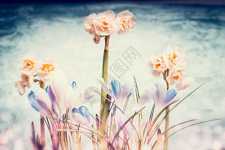 番红花水仙花波克光,春天的背景图片