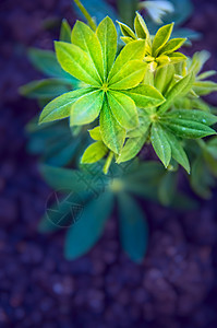 轻的羽扇豆植物超过花园甜菜,色调图片