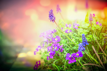 紫色的花园花背光上模糊的自然背景,特写,色调图片