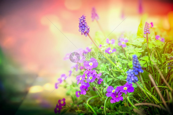 紫色的花园花背光上模糊的自然背景,特写,色调图片