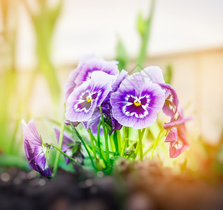 蓝色紫丁香心形花阳光下模糊的花园背景,色调图片